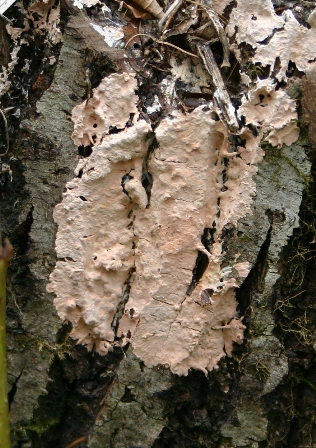 da determinare (Laeticorticium roseum)